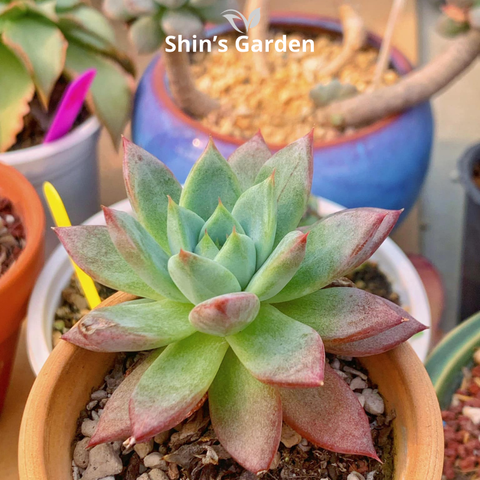  Sen đá mận đỏ: Loài sen đá mini màu tím đẹp, dễ chăm, hợp phong thủy để bàn 