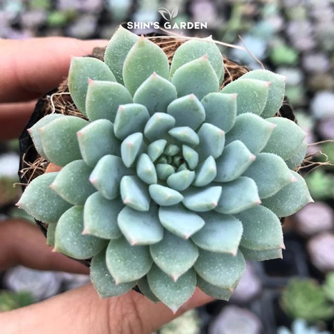  Sen đá nhím xanh: Cây sen đá mini dễ chăm, để bàn decor đẹp, hợp phong thủy 