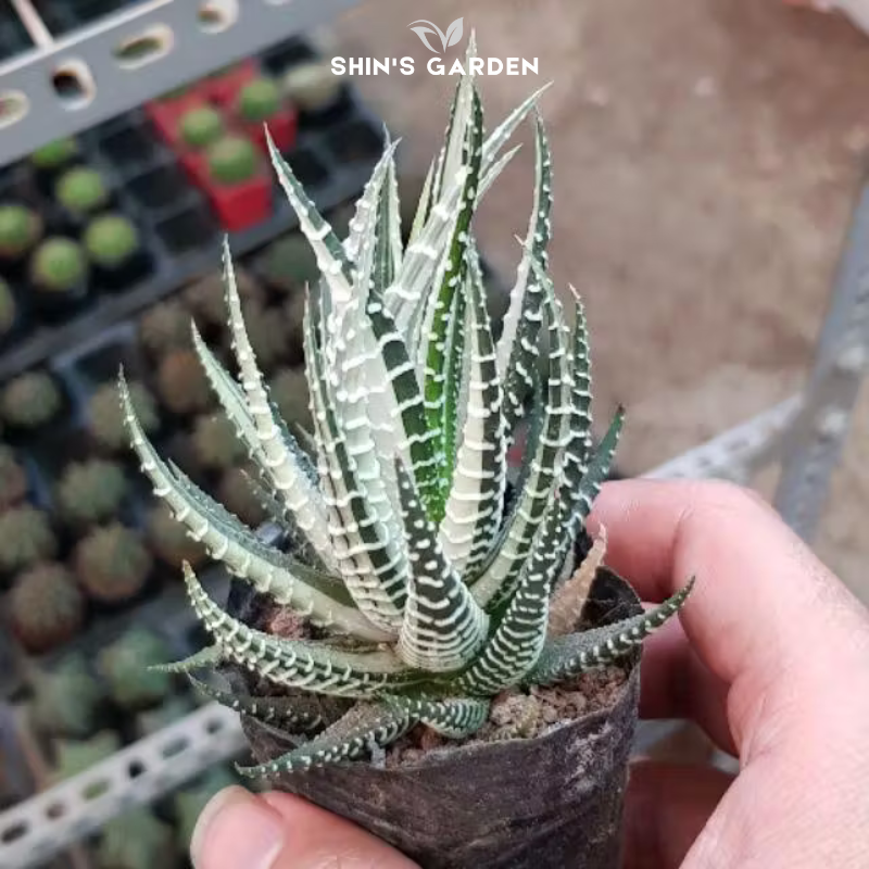 Sen đá vảy rồng: Cây cảnh mini dễ chăm, đẹp, hợp phong thủy và không cần tưới nhiều