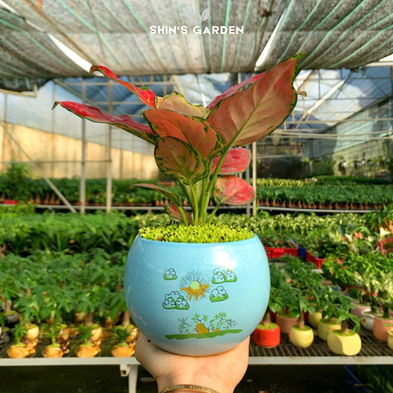Cây vạn lộc thái đỏ | QV0019 | Chậu tròn họa tiết | 15 - 20 cm | May mắn, Tài lộc, Sức khỏe | Shin's Garden