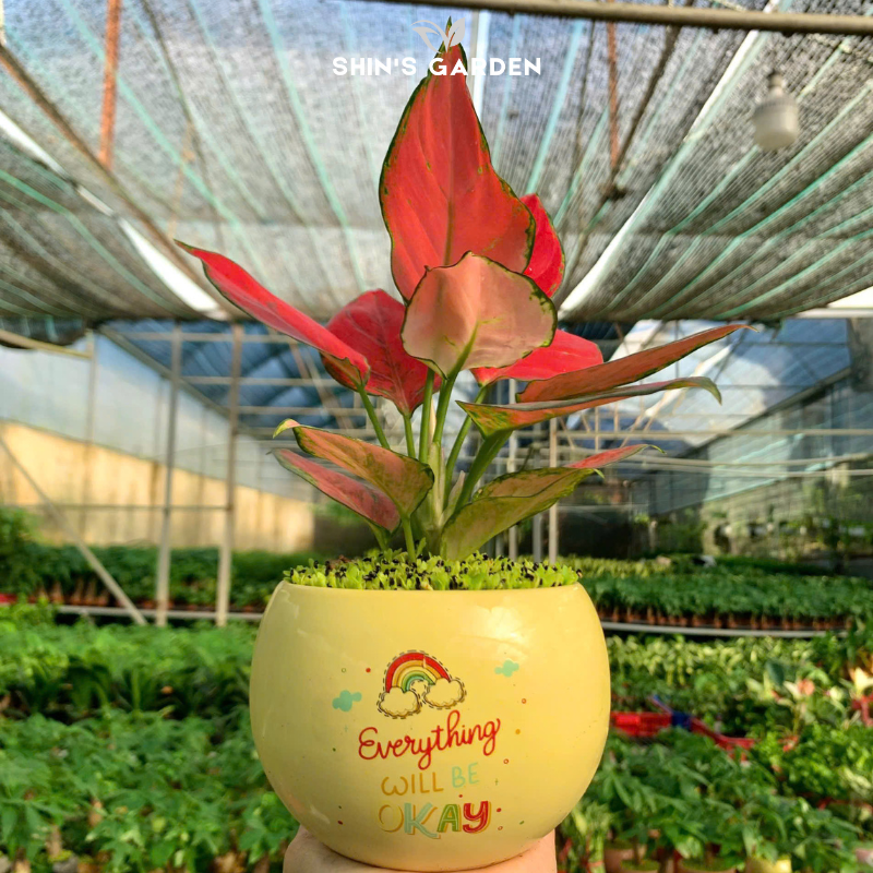 Cây vạn lộc thái đỏ | QV0019 | Chậu tròn họa tiết | 15 - 20 cm | May mắn, Tài lộc, Sức khỏe | Shin's Garden
