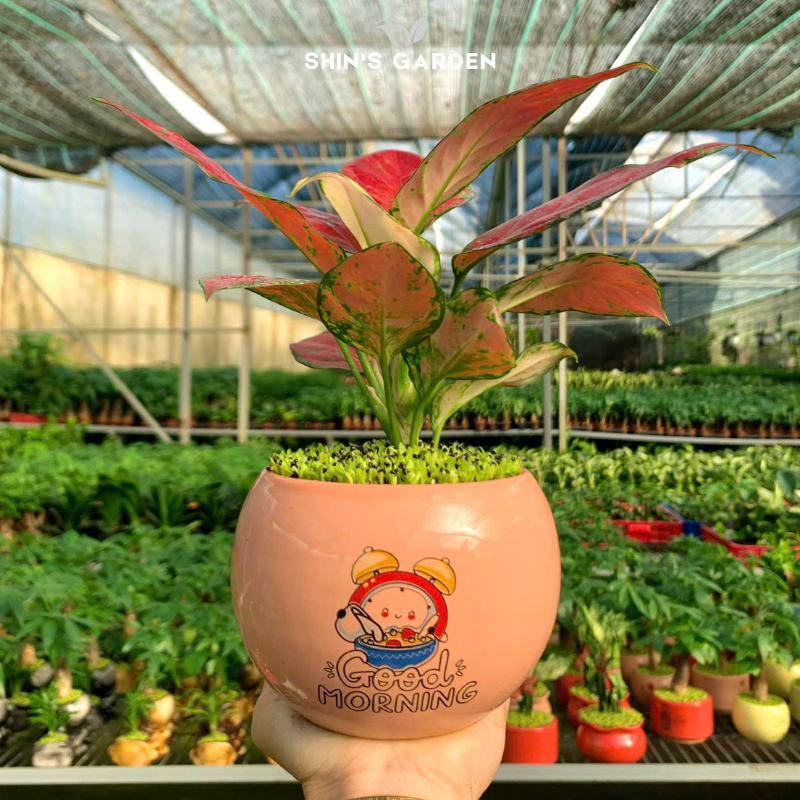 Cây vạn lộc thái đỏ | QV0019 | Chậu tròn họa tiết | 15 - 20 cm | May mắn, Tài lộc, Sức khỏe | Shin's Garden