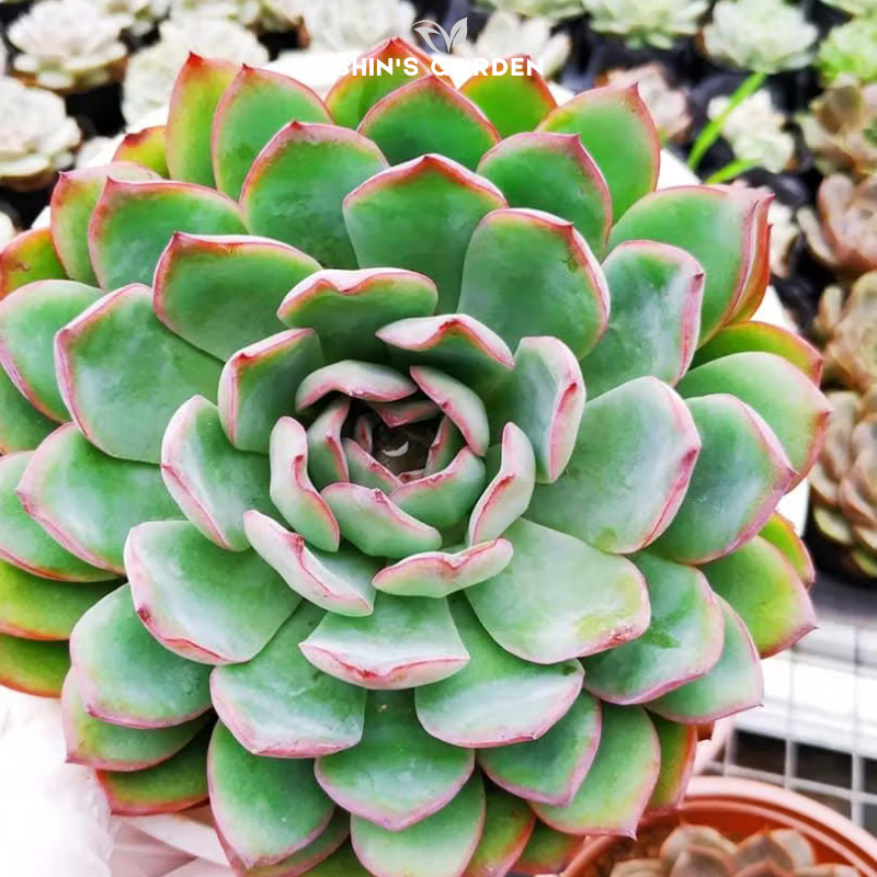 Sen đá viền đỏ: Cây sen đá phong thủy mini để bàn đẹp, dễ chăm, trang trí ấn tượng
