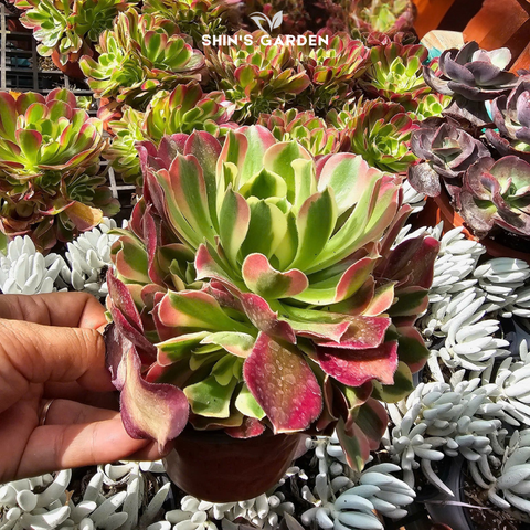  Sen đá Aeonium: Ý nghĩa, cách chăm sóc & loài sen đá đen sống lâu năm 