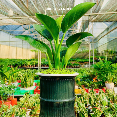  Cây đế vương thủy sinh | QV0018 | Chậu thủy tinh | 20 - 30 cm | Hòa hợp, Cân bằng, thịnh vượng | Shin's Garden 