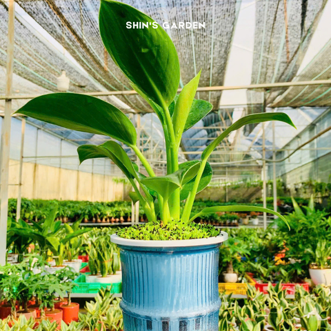  Cây đế vương thủy sinh | QV0018 | Chậu thủy tinh | 20 - 30 cm | Hòa hợp, Cân bằng, thịnh vượng | Shin's Garden 