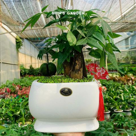  Cây kim ngân | 3 thân | QV0015 | Chậu sứ trắng | 40 - 50 cm | Tài lộc, Phát tài, Phát lộc | Shin's Garden 