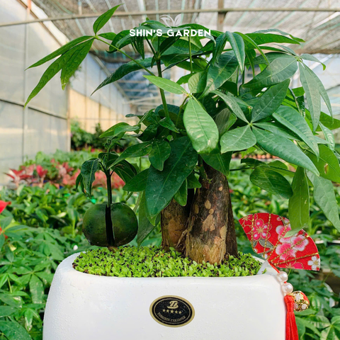  Cây kim ngân | 3 thân | QV0015 | Chậu sứ trắng | 40 - 50 cm | Tài lộc, Phát tài, Phát lộc | Shin's Garden 