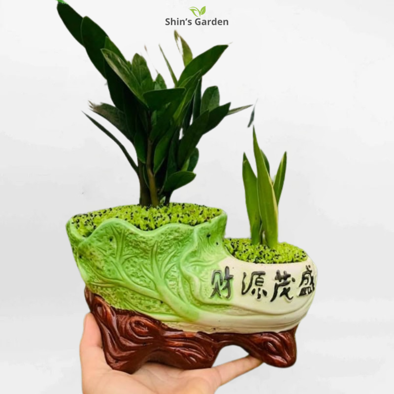 Cây kim tiền | QV00074 | Chậu sứ xanh lá đôi | 30 - 50 cm | Tài lộc, May mắn, Thịnh vượng | Shin's Garden