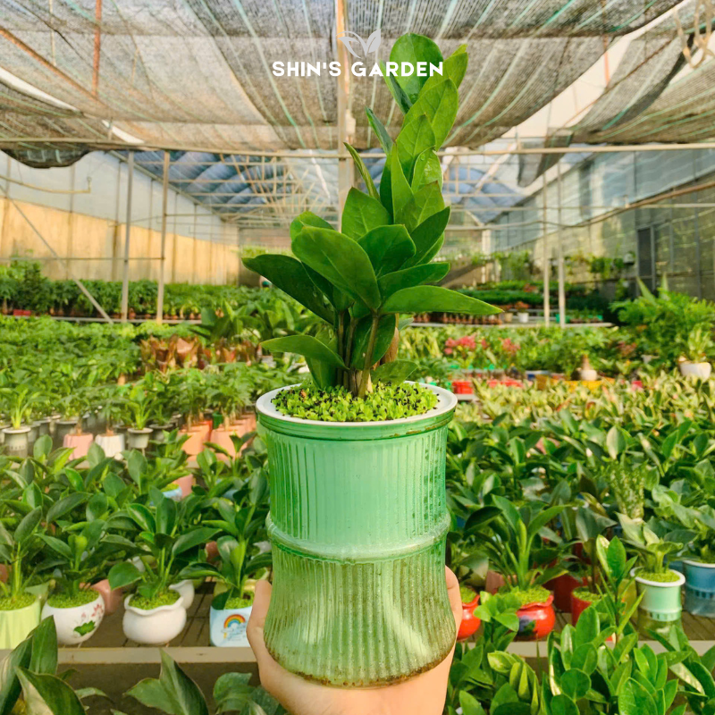 Cây kim tiền thủy sinh | QV0014 | Chậu thủy tinh | 30 - 50 cm | Tài lộc, May mắn, Thịnh vượng | Shin's Garden