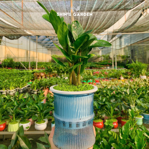  Cây kim tiền thủy sinh | QV0014 | Chậu thủy tinh | 30 - 50 cm | Tài lộc, May mắn, Thịnh vượng | Shin's Garden 