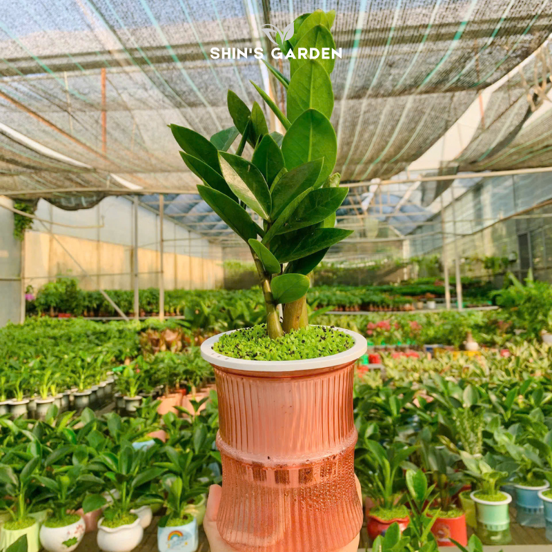 Cây kim tiền thủy sinh | QV0014 | Chậu thủy tinh | 30 - 50 cm | Tài lộc, May mắn, Thịnh vượng | Shin's Garden