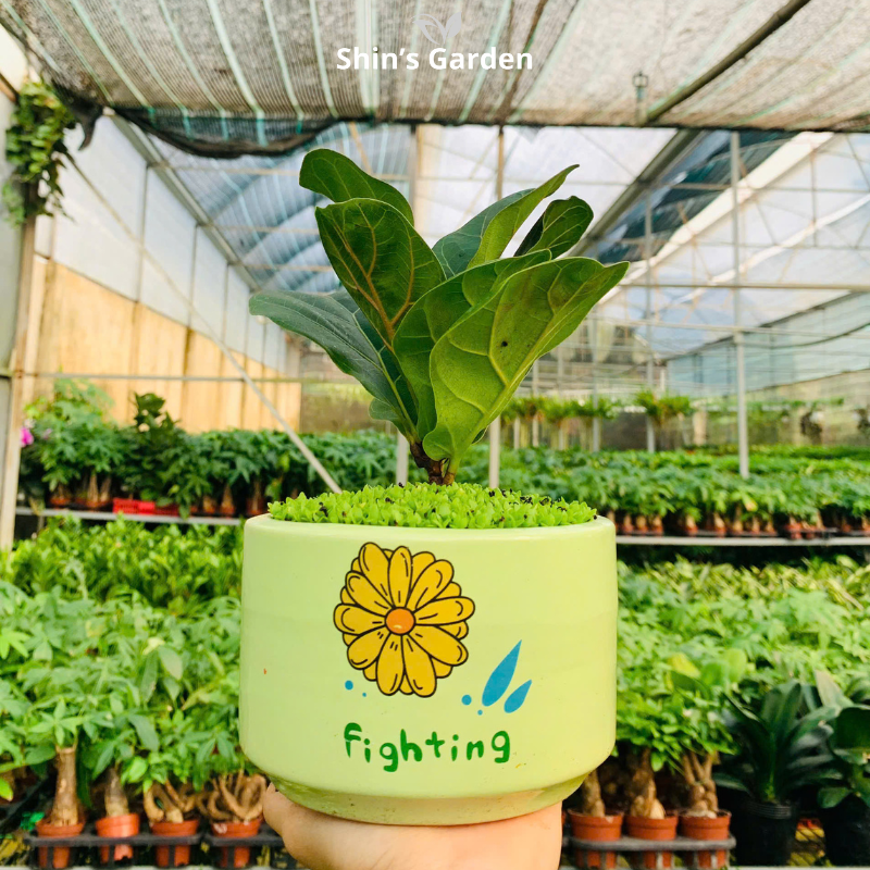 Cây bàng cảnh | QV0004 | Chậu sứ họa tiết | 15 - 20 cm | Tài lộc, Thịnh vượng, Chính trực | Shin's Garden