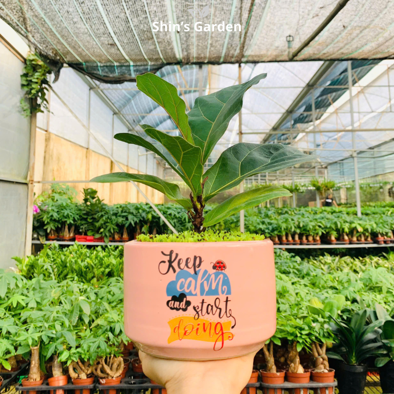 Cây bàng cảnh | QV0004 | Chậu sứ họa tiết | 15 - 20 cm | Tài lộc, Thịnh vượng, Chính trực | Shin's Garden