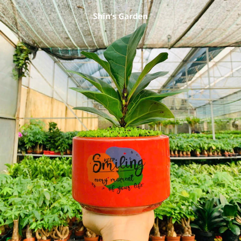 Cây bàng cảnh | QV0004 | Chậu sứ họa tiết | 15 - 20 cm | Tài lộc, Thịnh vượng, Chính trực | Shin's Garden