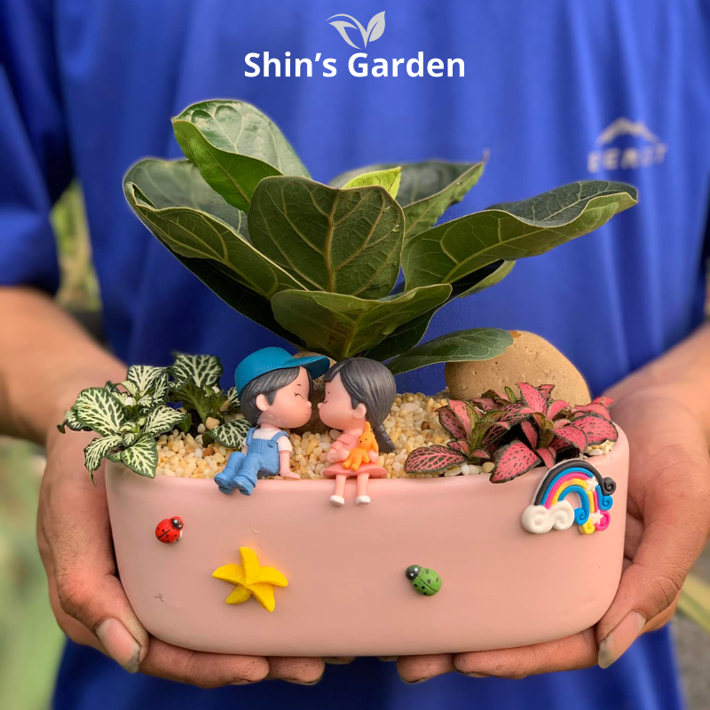 Cây bàng cảnh | SG00034 | Chậu sứ hồng cute | 15 - 20 cm | Tài lộc, Thịnh vượng, Chính trực | Shin's Garden