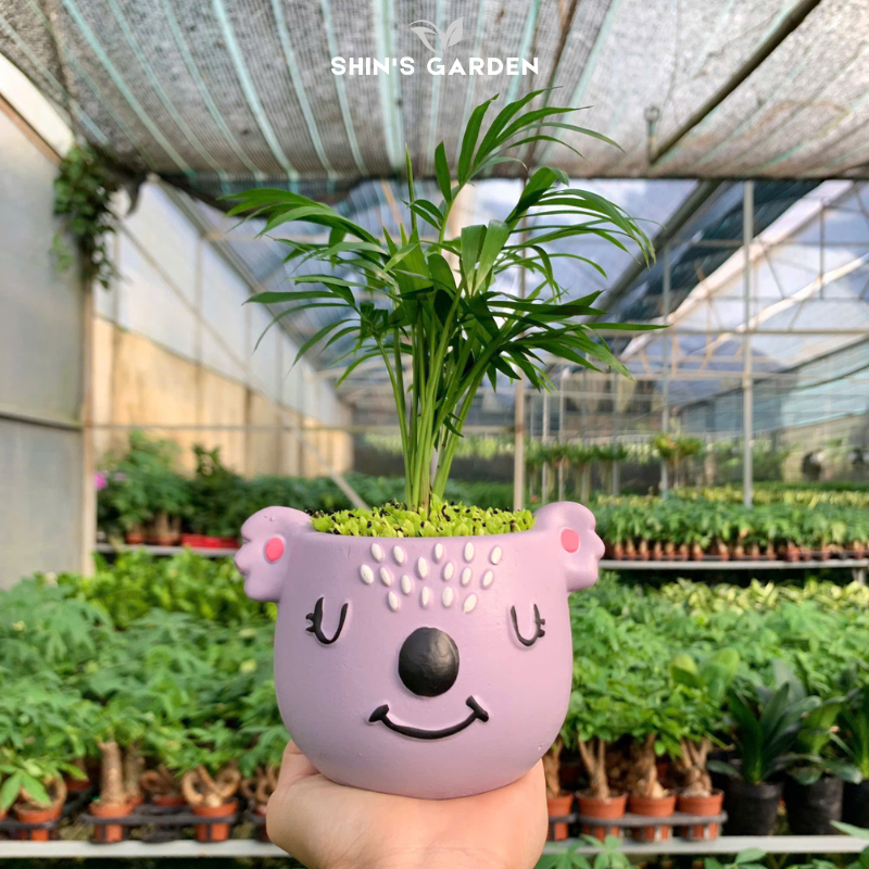 Cây cau cảnh | QV0022 | Gốm sứ hình thú | 15 - 20 cm | Tài lộc, May mắn, Hòa thuận | Shin's Garden