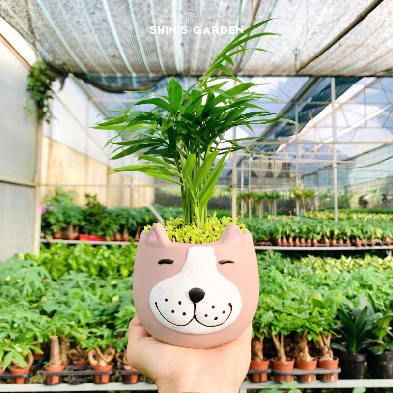 Cây cau cảnh | QV0022 | Gốm sứ hình thú | 15 - 20 cm | Tài lộc, May mắn, Hòa thuận | Shin's Garden