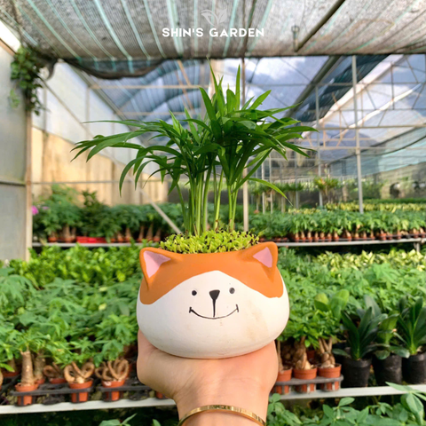  Cây cau cảnh | QV0022 | Gốm sứ hình thú | 15 - 20 cm | Tài lộc, May mắn, Hòa thuận | Shin's Garden 