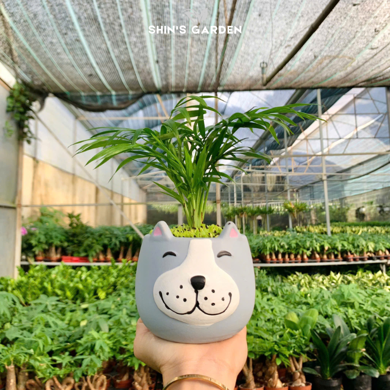 Cây cau cảnh | QV0022 | Gốm sứ hình thú | 15 - 20 cm | Tài lộc, May mắn, Hòa thuận | Shin's Garden