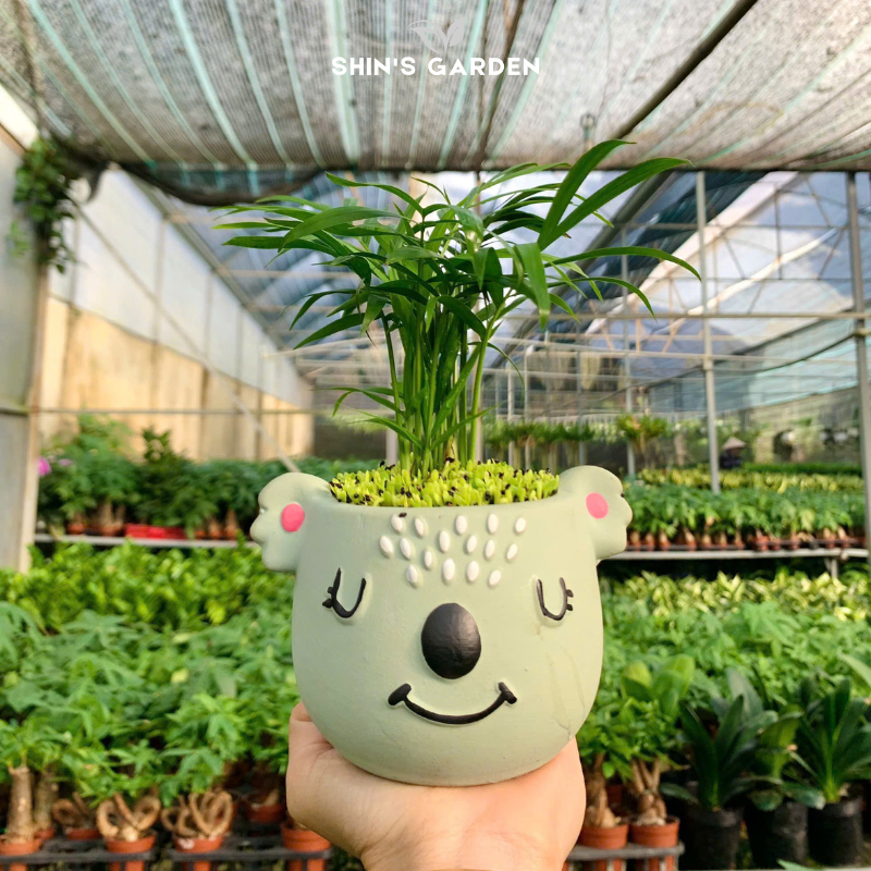Cây cau cảnh | QV0022 | Gốm sứ hình thú | 15 - 20 cm | Tài lộc, May mắn, Hòa thuận | Shin's Garden