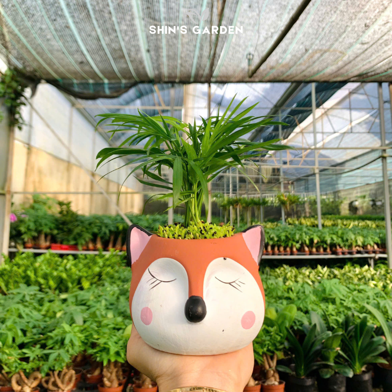 Cây cau cảnh | QV0022 | Gốm sứ hình thú | 15 - 20 cm | Tài lộc, May mắn, Hòa thuận | Shin's Garden