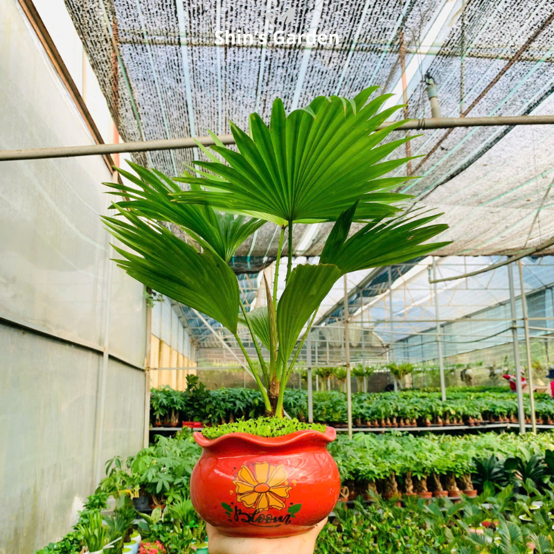 Cây cọ cảnh | QV0003 | Chậu sứ họa tiết | 40 - 60 cm | Sinh tài giữ của, Mang may mắn | Shin's Garden