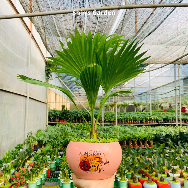 Cây cọ cảnh | QV0003 | Chậu sứ họa tiết | 40 - 60 cm | Sinh tài giữ của, Mang may mắn | Shin's Garden