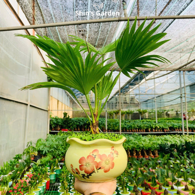 Cây cọ cảnh | QV0003 | Chậu sứ họa tiết | 40 - 60 cm | Sinh tài giữ của, Mang may mắn | Shin's Garden