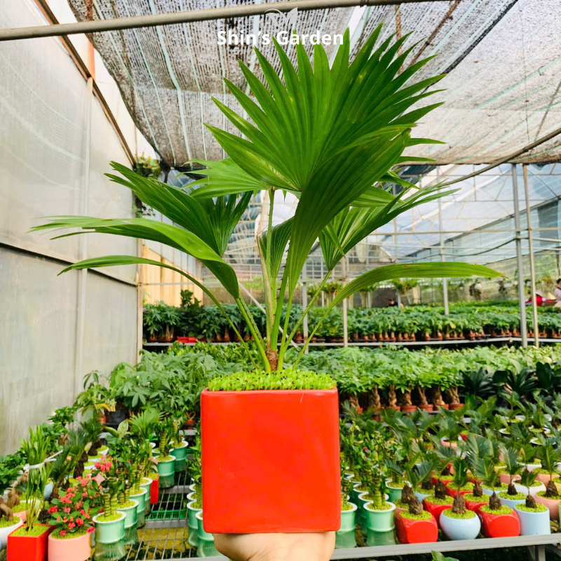 Cây cọ cảnh | QV0003 | Chậu sứ họa tiết | 40 - 60 cm | Sinh tài giữ của, Mang may mắn | Shin's Garden