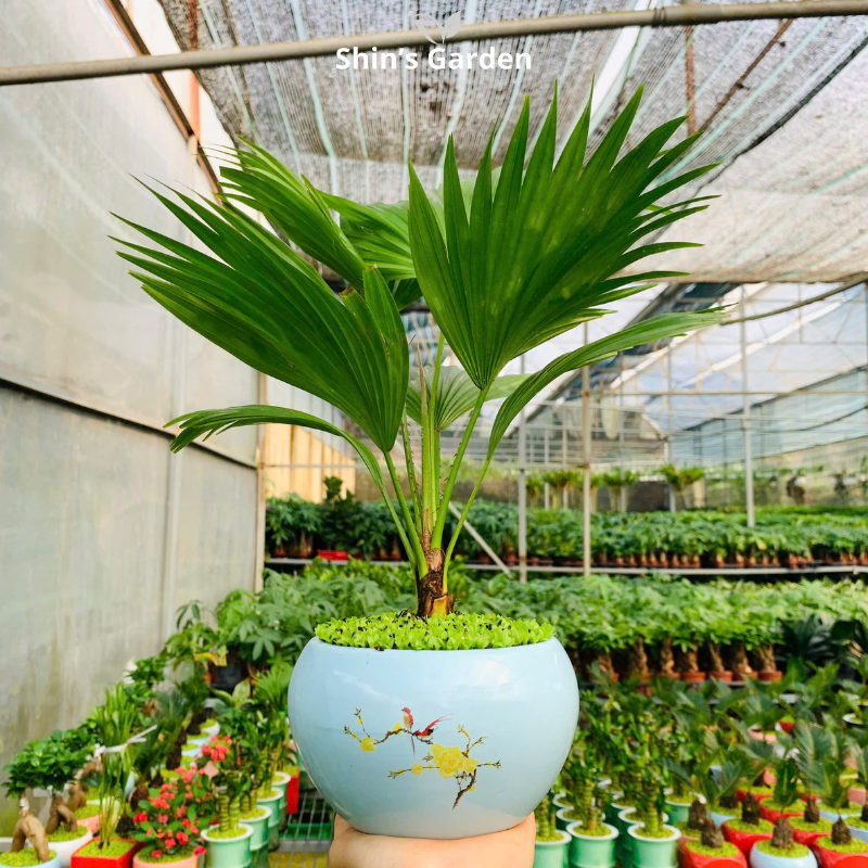 Cây cọ cảnh | QV0003 | Chậu sứ họa tiết | 40 - 60 cm | Sinh tài giữ của, Mang may mắn | Shin's Garden