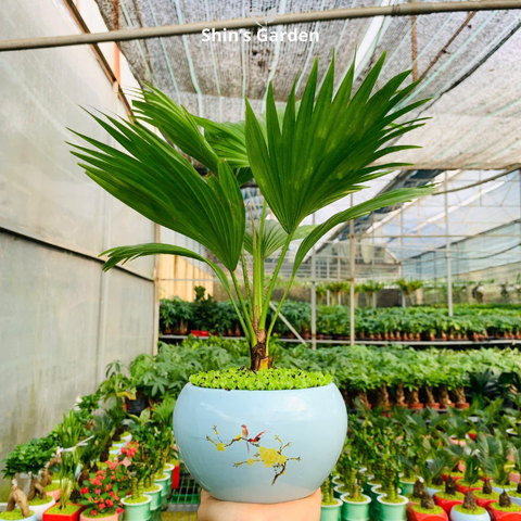  Cây cọ cảnh | QV0003 | Chậu sứ họa tiết | 40 - 60 cm | Sinh tài giữ của, Mang may mắn | Shin's Garden 
