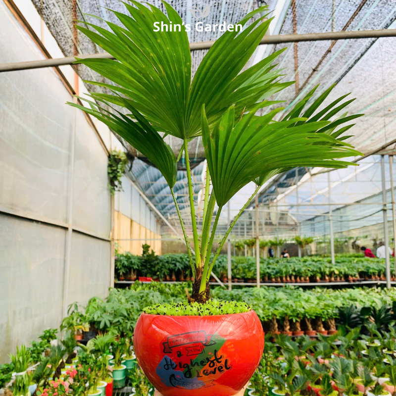 Cây cọ cảnh | QV0003 | Chậu sứ họa tiết | 40 - 60 cm | Sinh tài giữ của, Mang may mắn | Shin's Garden