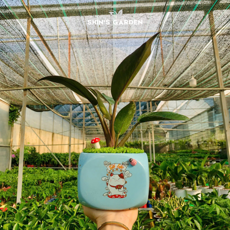Cây đế vương nâu | QV0016 | Chậu sứ họa tiết | 20 - 30 cm | Tâm an, Cát tường, thịnh vượng | Shin's Garden