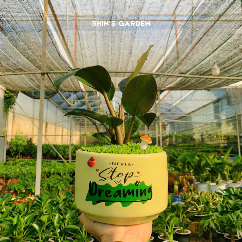 Cây đế vương nâu | QV0016 | Chậu sứ họa tiết | 20 - 30 cm | Tâm an, Cát tường, thịnh vượng | Shin's Garden