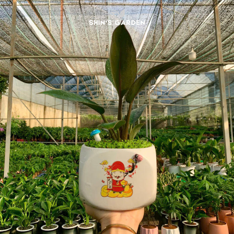 Cây đế vương nâu | QV0016 | Chậu sứ họa tiết | 20 - 30 cm | Tâm an, Cát tường, thịnh vượng | Shin's Garden