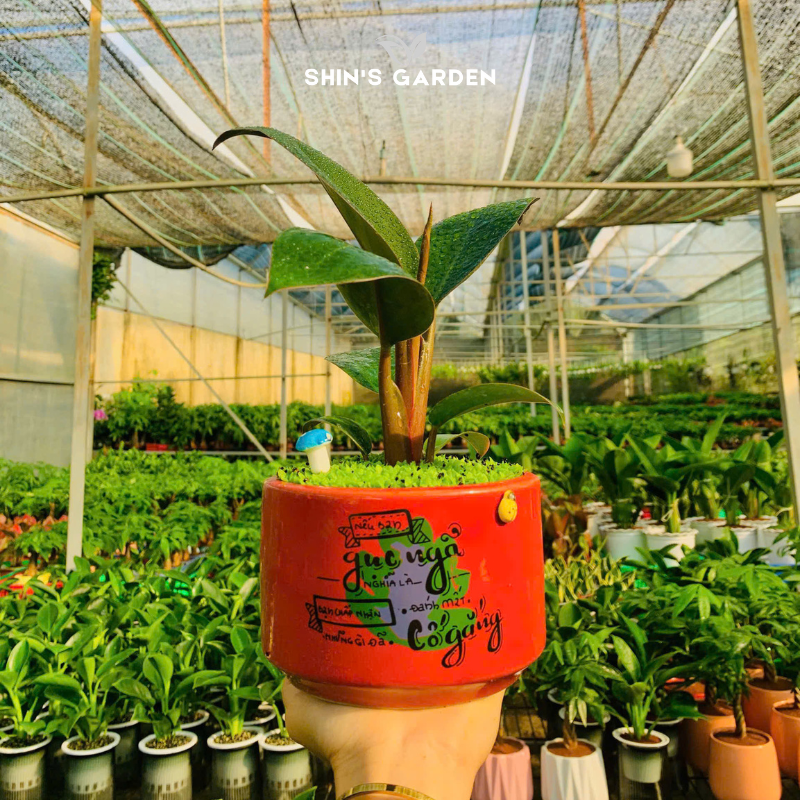 Cây đế vương nâu | QV0016 | Chậu sứ họa tiết | 20 - 30 cm | Tâm an, Cát tường, thịnh vượng | Shin's Garden