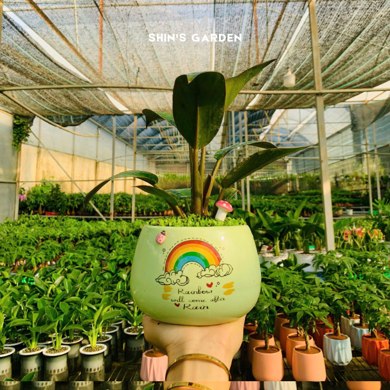 Cây đế vương nâu | QV0016 | Chậu sứ họa tiết | 20 - 30 cm | Tâm an, Cát tường, thịnh vượng | Shin's Garden