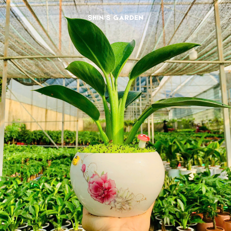 Cây đế vương xanh | QV0017 | Chậu sứ họa tiết | 20 - 30 cm | Hòa hợp âm dương ngũ hành | Shin's Garden