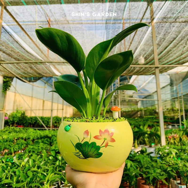 Cây đế vương xanh | QV0017 | Chậu sứ họa tiết | 20 - 30 cm | Hòa hợp âm dương ngũ hành | Shin's Garden