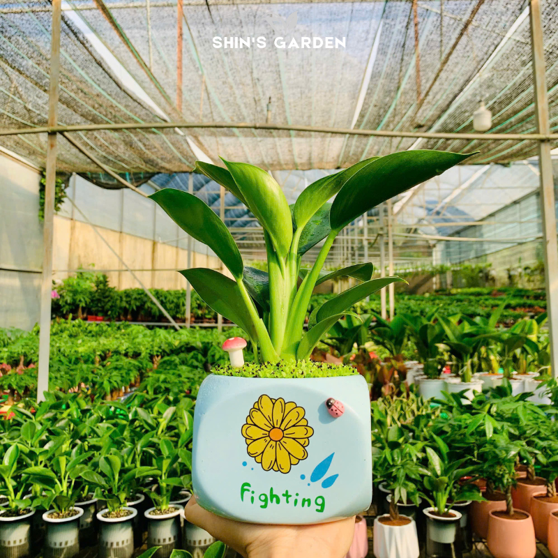 Cây đế vương xanh | QV0017 | Chậu sứ họa tiết | 20 - 30 cm | Hòa hợp âm dương ngũ hành | Shin's Garden