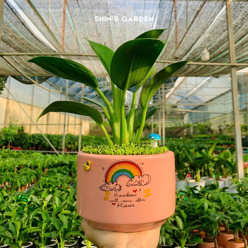 Cây đế vương xanh | QV0017 | Chậu sứ họa tiết | 20 - 30 cm | Hòa hợp âm dương ngũ hành | Shin's Garden