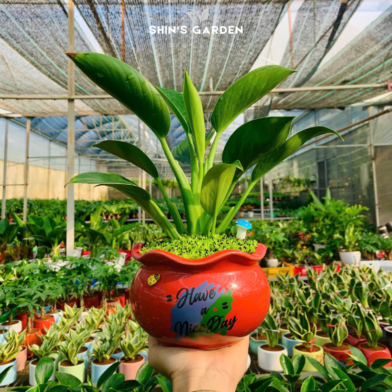 Cây đế vương xanh | QV0017 | Chậu sứ họa tiết | 20 - 30 cm | Hòa hợp âm dương ngũ hành | Shin's Garden