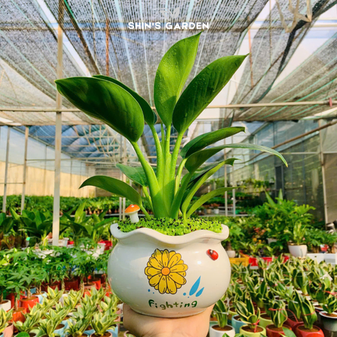  Cây đế vương xanh | QV0017 | Chậu sứ họa tiết | 20 - 30 cm | Hòa hợp âm dương ngũ hành | Shin's Garden 