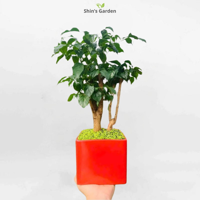 Cây hạnh phúc | QV00092 | Chậu sứ vuông đỏ | 40 - 60 cm | Hạnh phúc, May mắn, Gắn kết | Shin's Garden