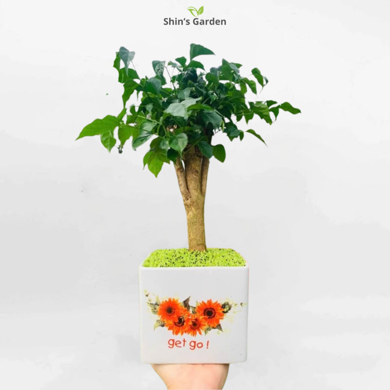Cây hạnh phúc | QV00093 | Chậu sứ vuông trắng | 40 - 60 cm | Hạnh phúc, May mắn, Gắn kết | Shin's Garden