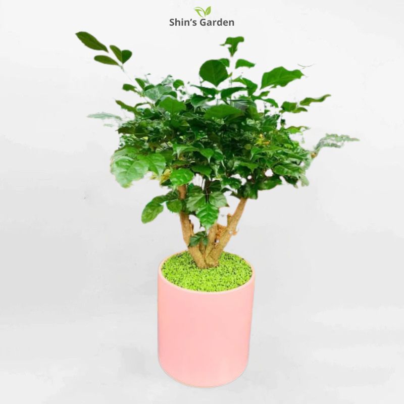 Cây hạnh phúc | QV00094 | Chậu trụ 4M | 40 - 60 cm | Hạnh phúc, May mắn, Gắn kết | Shin's Garden