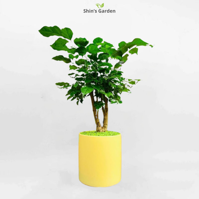 Cây hạnh phúc | QV00094 | Chậu trụ 4M | 40 - 60 cm | Hạnh phúc, May mắn, Gắn kết | Shin's Garden