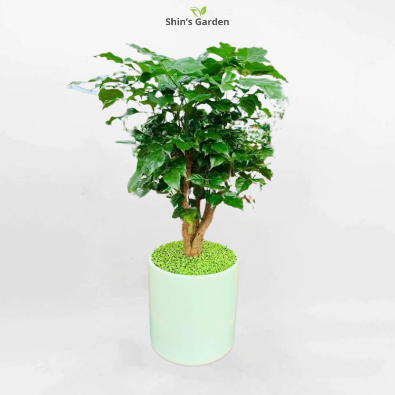 Cây hạnh phúc | QV00094 | Chậu trụ 4M | 40 - 60 cm | Hạnh phúc, May mắn, Gắn kết | Shin's Garden