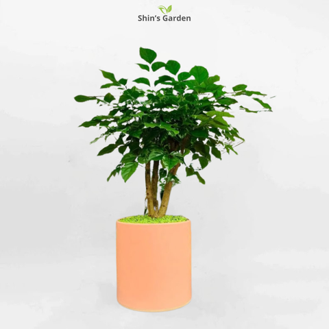  Cây hạnh phúc | QV00094 | Chậu trụ 4M | 40 - 60 cm | Hạnh phúc, May mắn, Gắn kết | Shin's Garden 